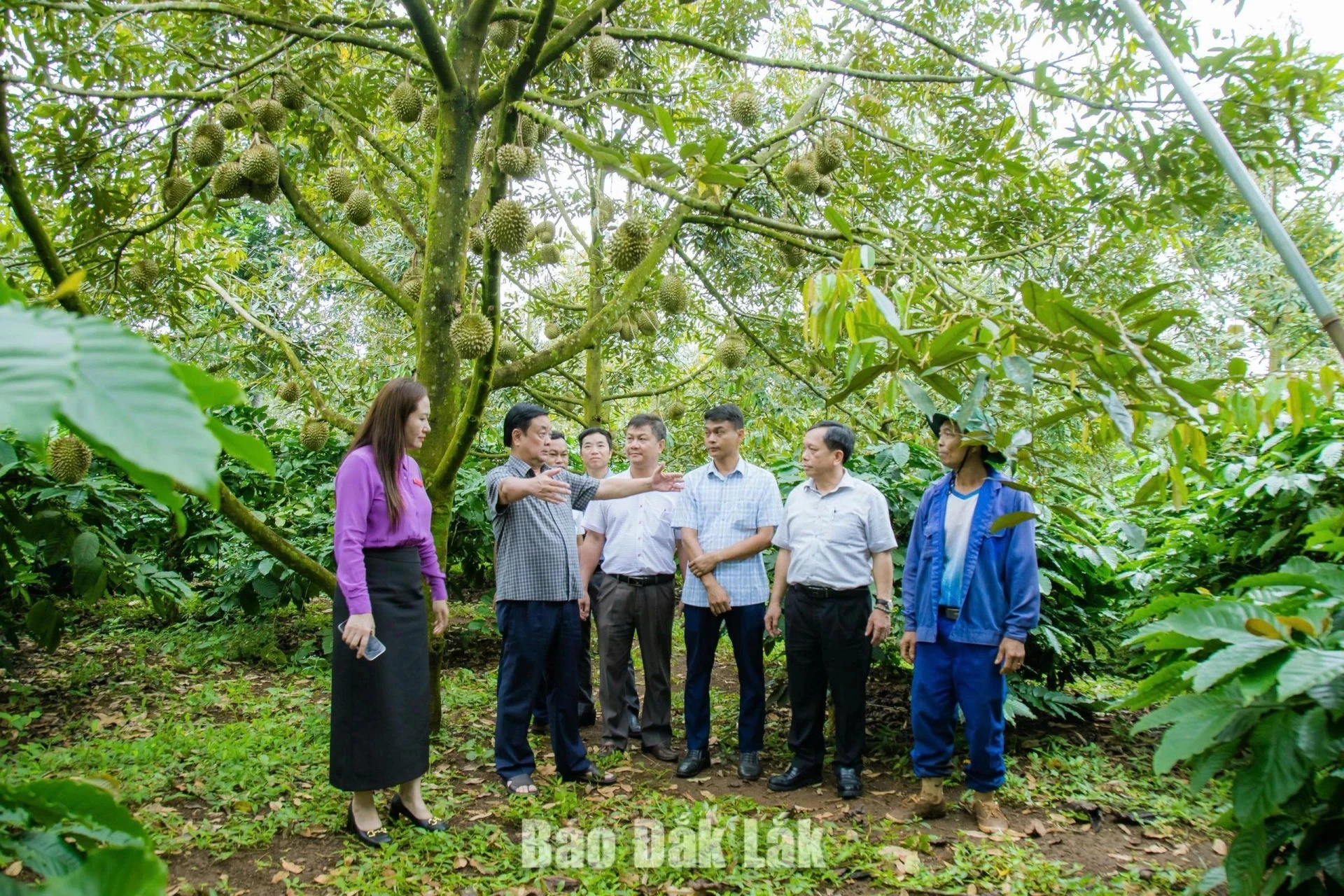 Mr. Le Minh Hoan, former Member of the Party Central Committee and former Vice Chairman of the National Assembly, visiting a durian orchard in Dak Lak where  smart farming technologies being applied.
