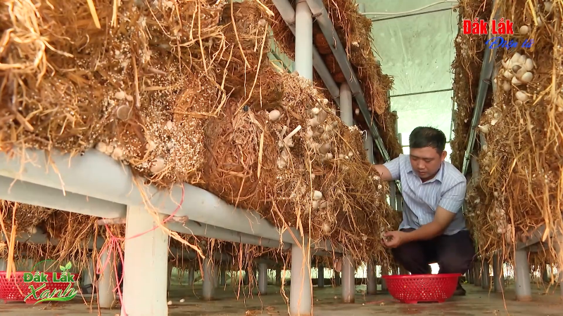 (Video)  Trồng nấm từ phụ phẩm – Hướng đến kinh tế xanh