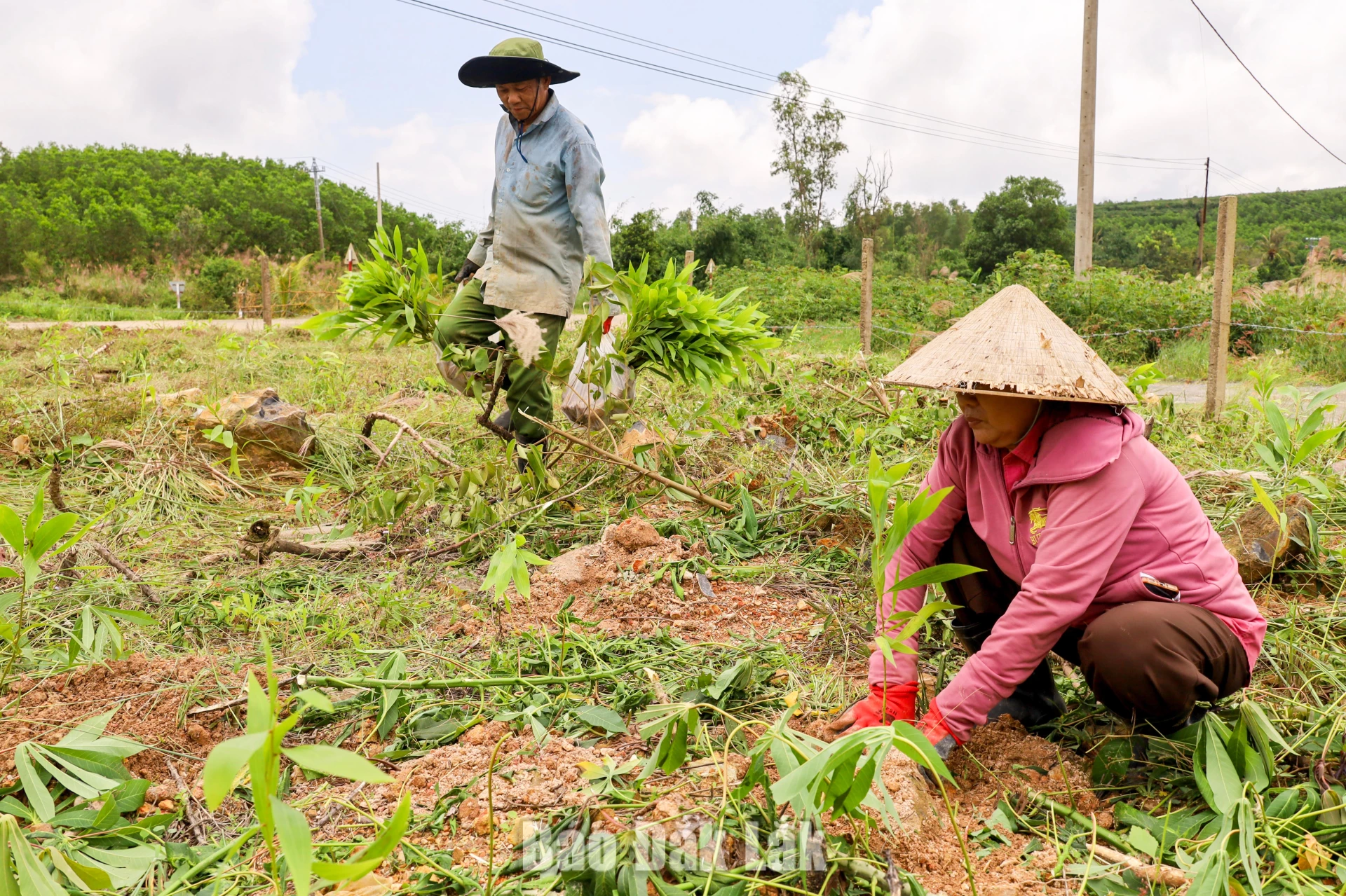 The seedlings being placed into prepared holes, covered with soil, firmly packed at the base. Each step requiring precision alongside adherence to technical standards to ensure the trees stand securely, take root quickly, and adapt to the natural environment.