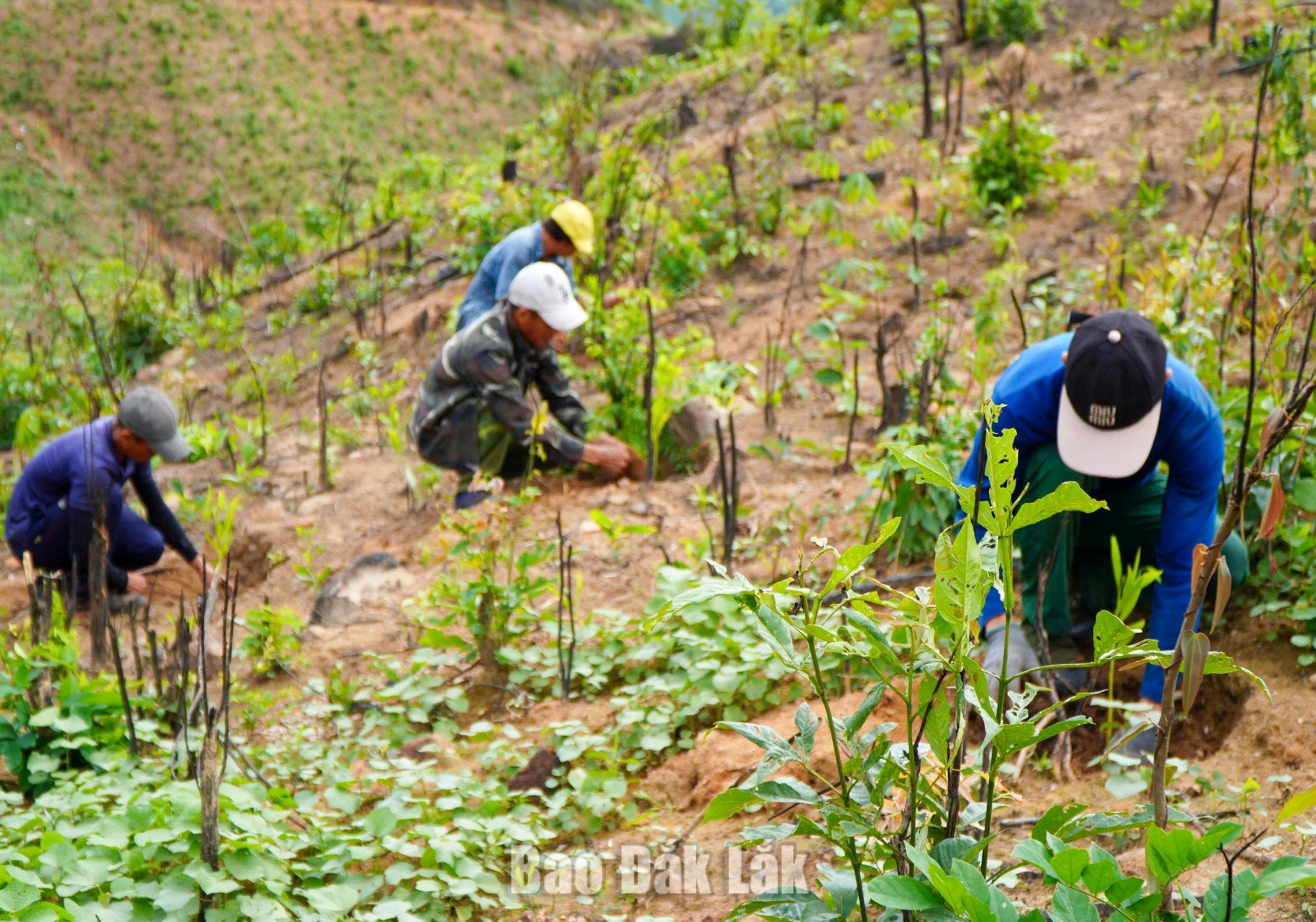 Các nhóm lao động khẩn trương xuống giống, tranh thủ thời tiết thuận lợi để đẩy nhanh tiến độ trồng rừng năm 2026.