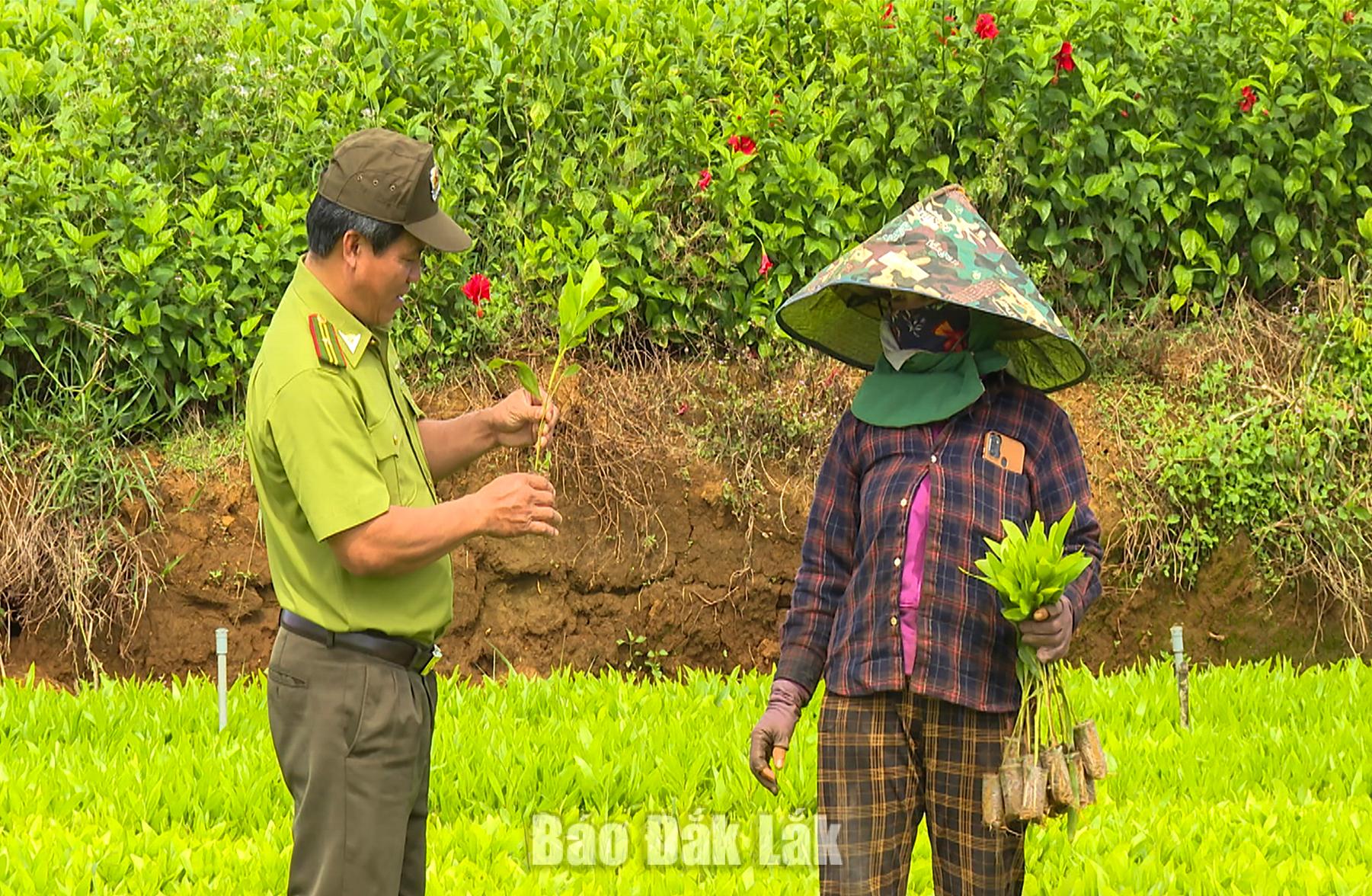 Cây giống được lựa chọn, kiểm tra trước khi đưa vào trồng.