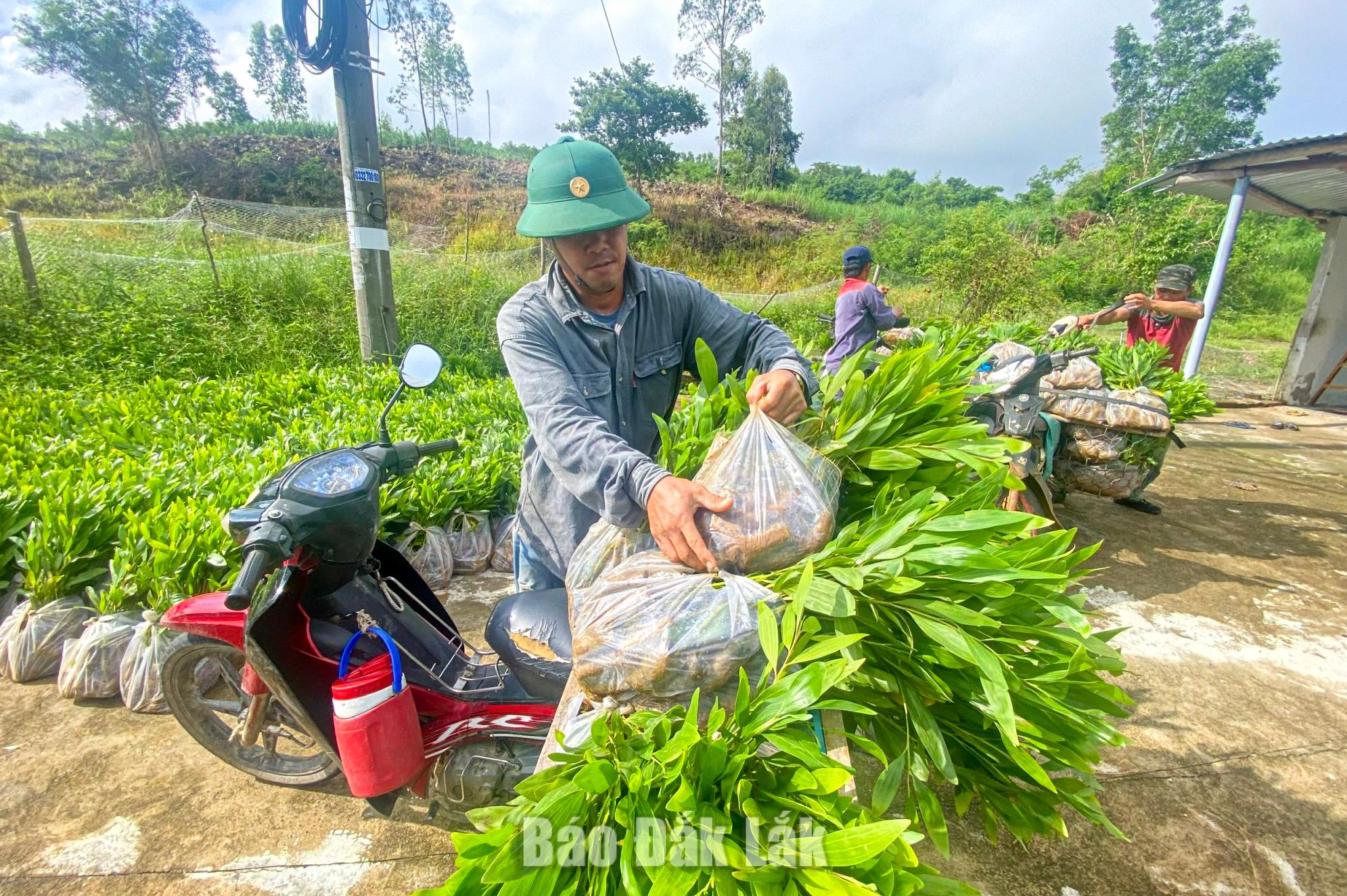 Các loại cây giống được đưa vào trồng có nguồn gốc rõ ràng; giống mô, hom và cây bản địa phù hợp với thổ nhưỡng được khuyến khích sử dụng.