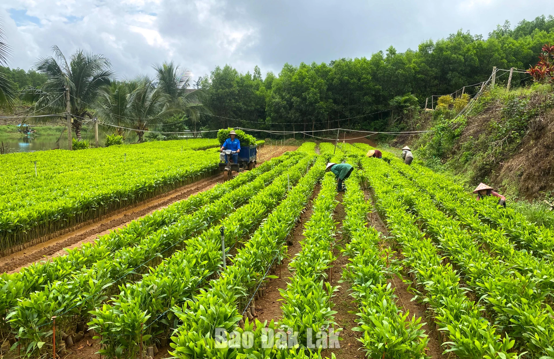 Forest management units preparing personnel coupled with supplies, ensuring readiness for reforestation efforts planned for 2026. In picture: Workers selecting healthy seedlings for distribution to local households for planting.