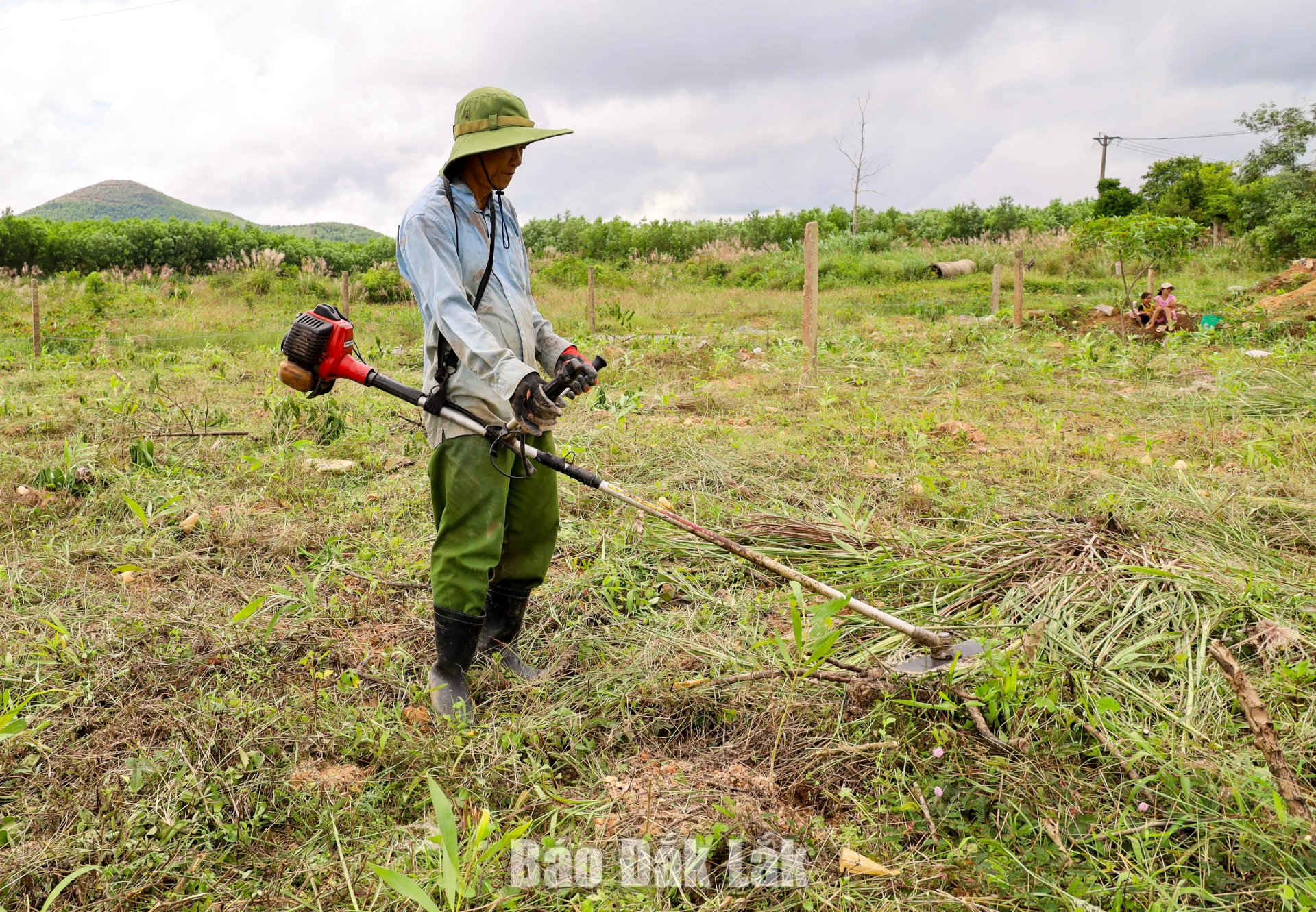Following planting, the trees being monitored in conjunction with cared for; this includes clearing competing vegetation and replacing any saplings that have failed to survive, thereby increasing the survival rate, ensuring the quality along with effectiveness for the new forest.