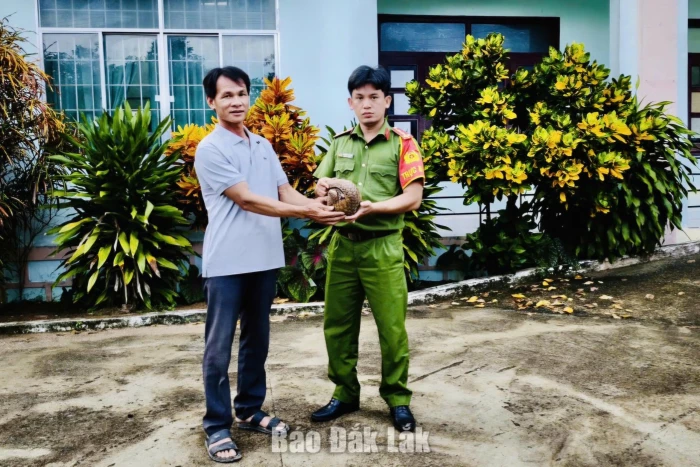 Người dân xã Vân Hòa giao nộp cá thể tê tê vàng