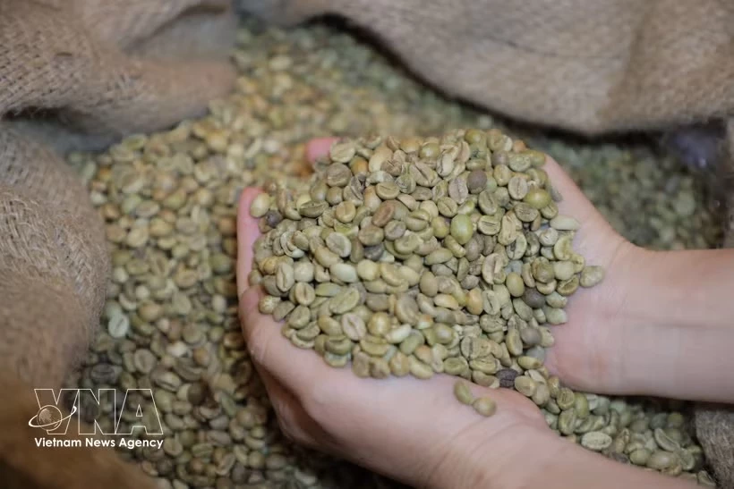 Vietnamese Robusta coffee (Photo: VNA)