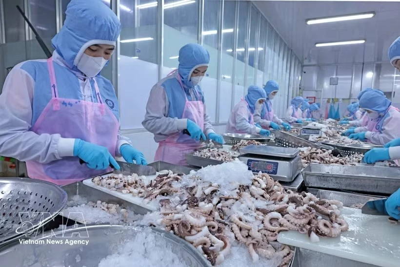 Workers process octopus for export to the Japanese market at Huy Nam Company in An Giang province. (Photo: VNA)