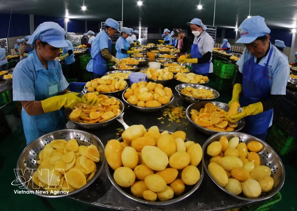Processing fruit for export at Ba Suong Hau Giang Company, Vi Thanh ward, Can Tho city (Photo: VNA)