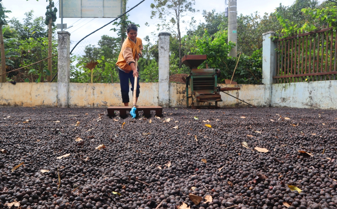 Cà phê sau khi thu hoạch được xay thô hoặc để nguyên quả phơi trên nền sân xi măng. Nhiều nông hộ phải thuê cả người thực hiện công việc này do khối lượng cà phê lớn và nhiều công đoạn. 