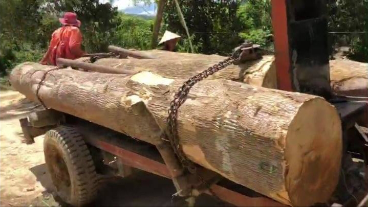 Hơn 40 đối tượng tấn công lực lượng bảo vệ rừng để cướp gỗ tang vật