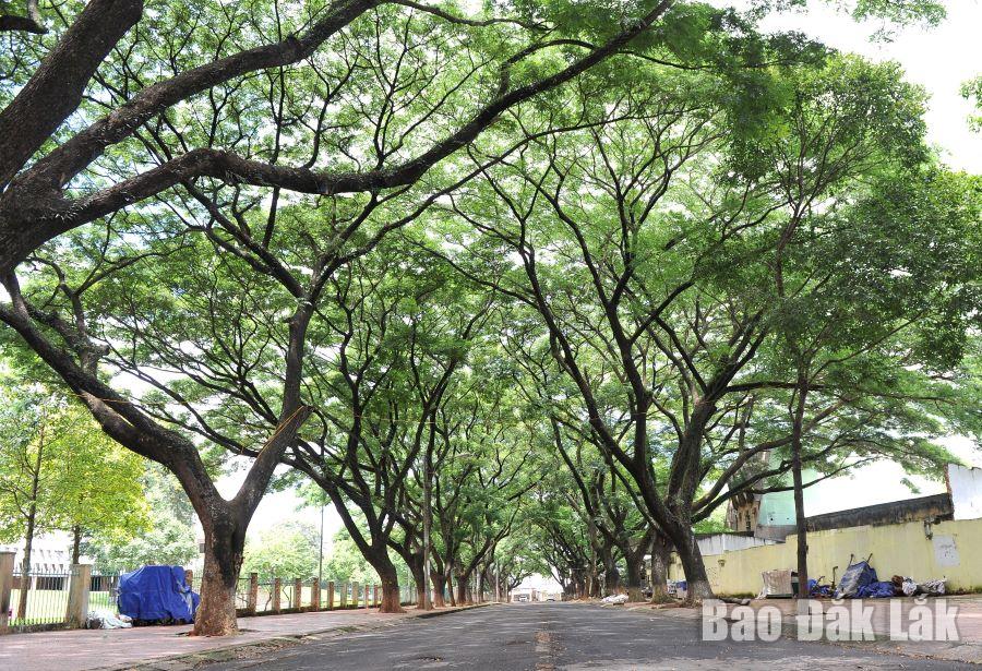 Tuyến đường Phan Đình Giót thanh bình, vắng lặng dưới tán cây xanh. 