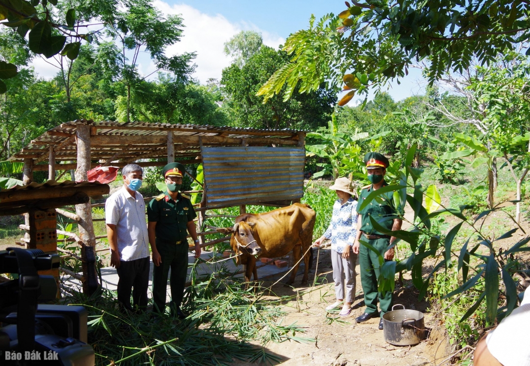 Cụm dân vận số 3 tặng bò giống cho người dân buôn Yang Reh vào tháng 7-2021