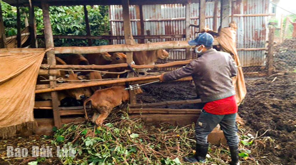 Cán bộ thú y xã Ea Drơng tiêm phòng vắc xin viêm da nổi cục cho đàn bò của một hộ dân trên địa bàn