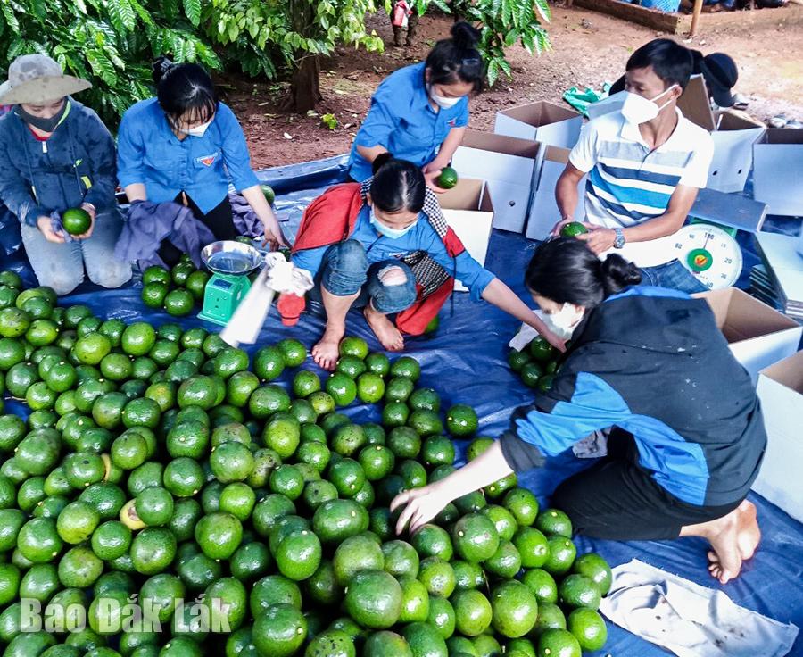 Đoàn viên thanh niên xã Ea Kpam giúp dân thu hoạch bơ booth