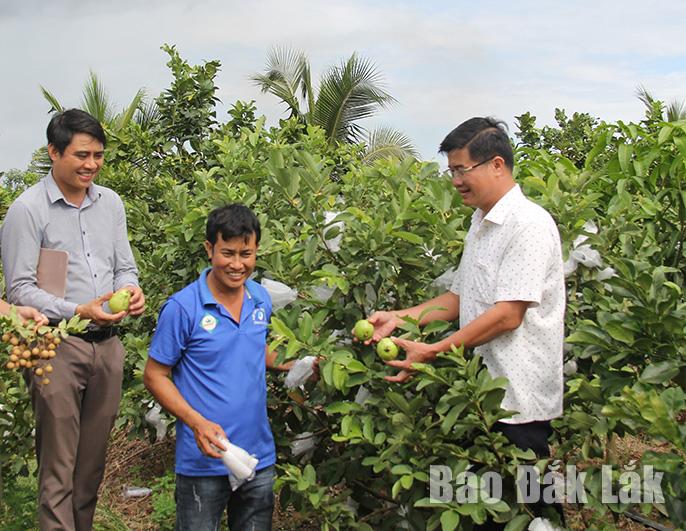 Vườn cây ăn trái của Hợp tác xã Vang Thanh, xã Ya Tờ Mốt, huyện Ea Súp