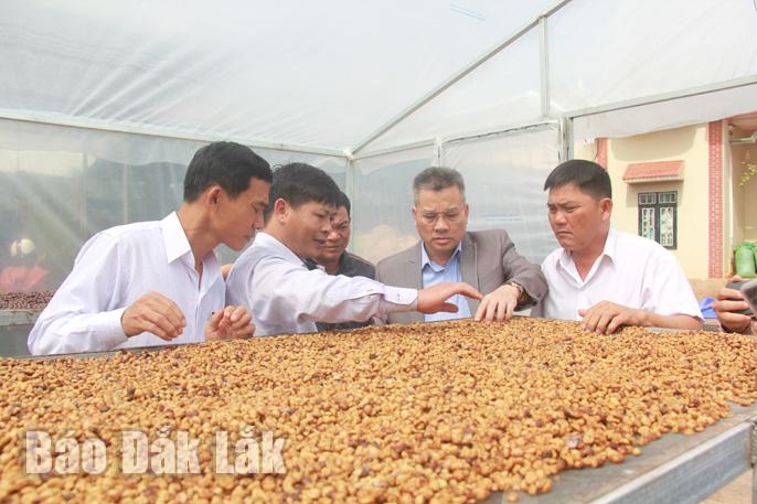 Mô hình chế biến cà phê chất lượng cao tại xã Ea Hiao, huyện Ea Hleo