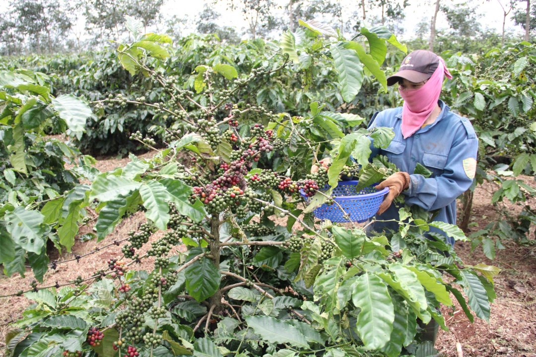 Nông dân xã Cư Kpô (huyện Krông Búk) thu hái cà phê chín bói. Ảnh: Thuận Nguyễn