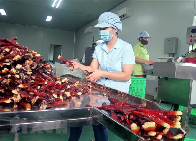 Chế biến nấm linh chi sừng hươu xuất khẩu sang Singapore tại Công ty TNHH công nghệ sinh học Phú Gia. (Ảnh: Trần Trang/TTXVN)