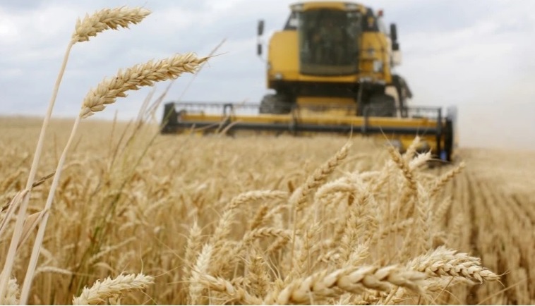 Xung đột Nga-Ukraine đe dọa nguồn cung lúa mỳ cho khu vực Trung Đông-Bắc Phi. Ảnh: AFP