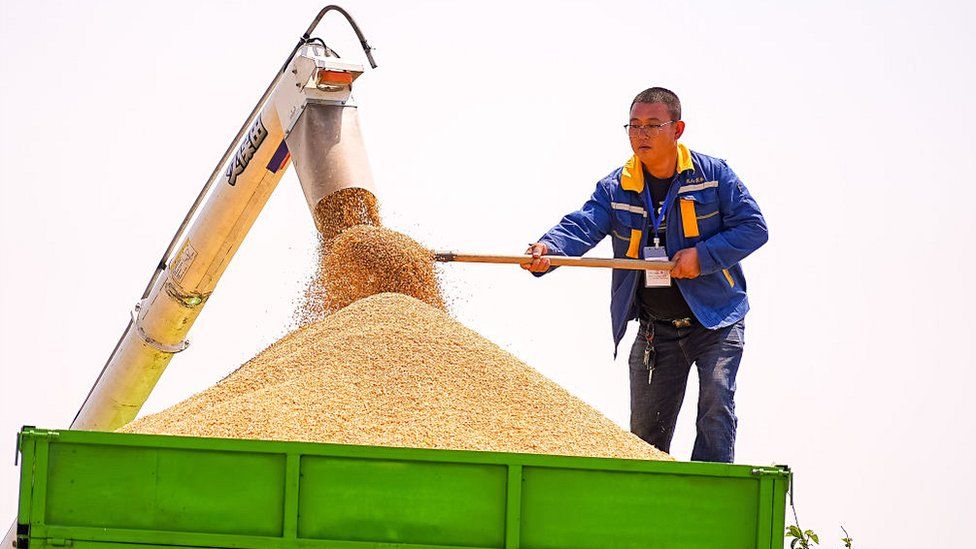 Trung Quốc là nước sản xuất lúa mì lớn nhất thế giới. Ảnh: Getty Images