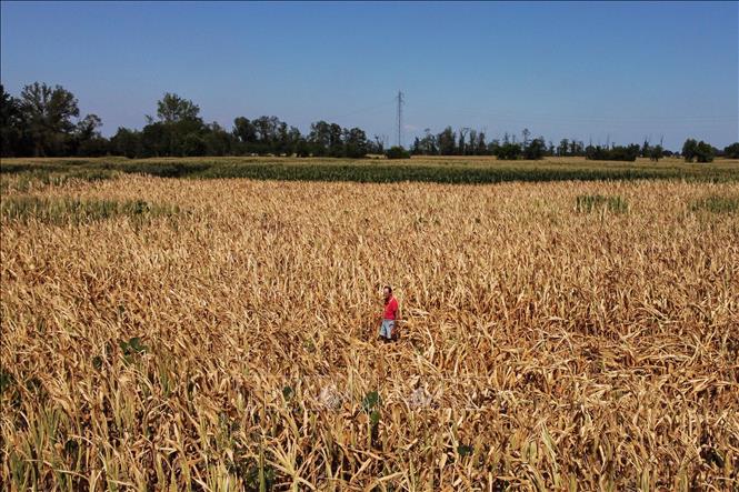 Cánh đồng lúa mì bị khô héo do hạn hán tại Occhiobello, Italy, ngày 11/7/2022. Ảnh: AFP/TTXVN