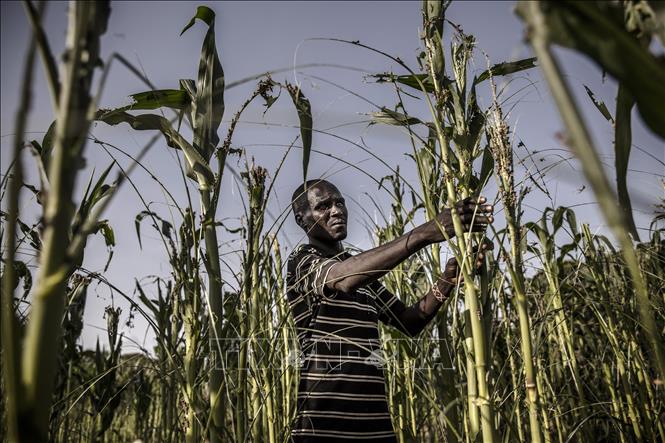 Người nông dân bên ruộng ngô bị hư hại do hạn hán tại Turkana, Kenya. (Ảnh: AFP/TTXVN)