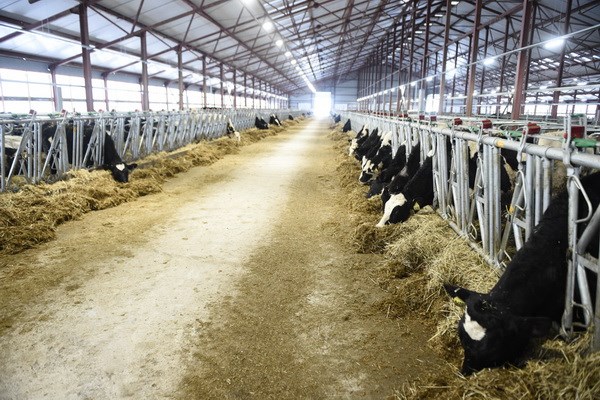 Trang trại bò sữa TH tại Nga. (Nguồn: Vietnam+)