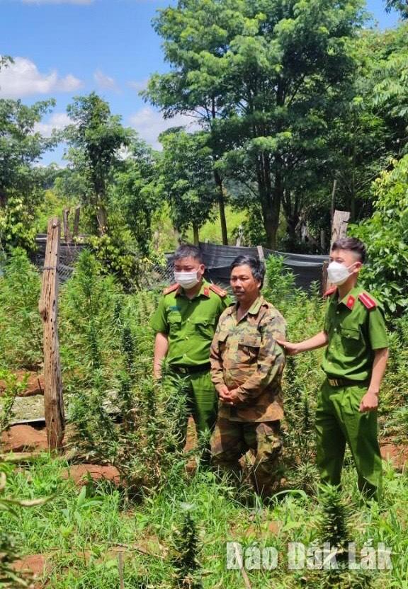 Công an huyện Krông Búk triệt phá đường dây trồng, bao tiêu cây cần sa