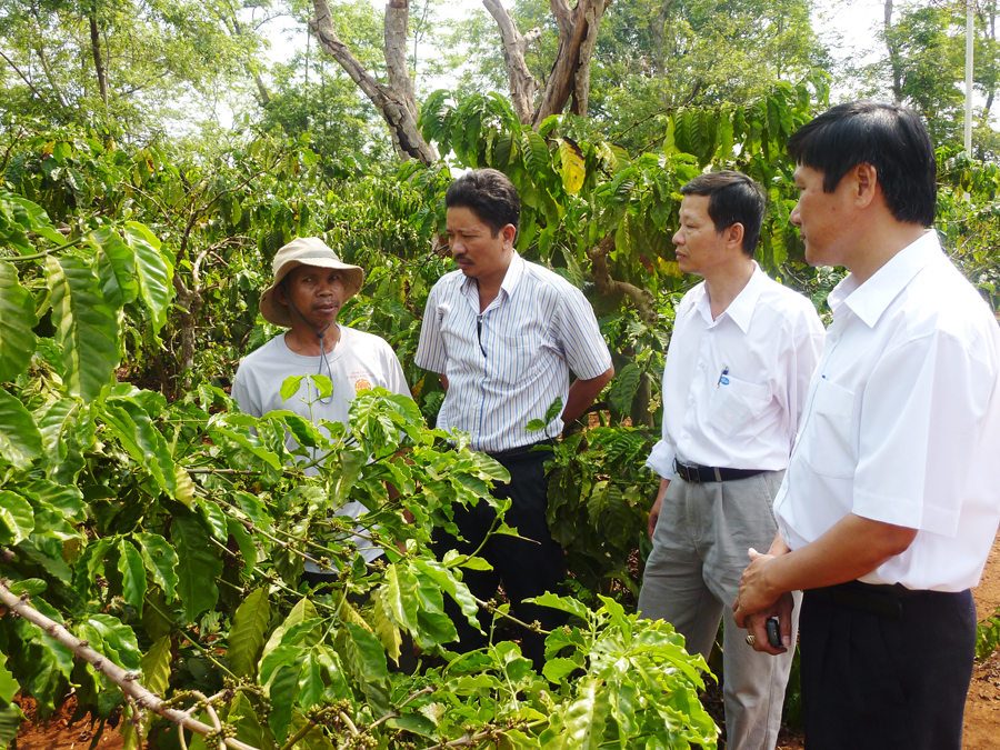 Đại diện Ban quản lý Dự án cạnh tranh nông nghiệp tỉnh thăm vườn cà phê của một thành viên trong Liên minh