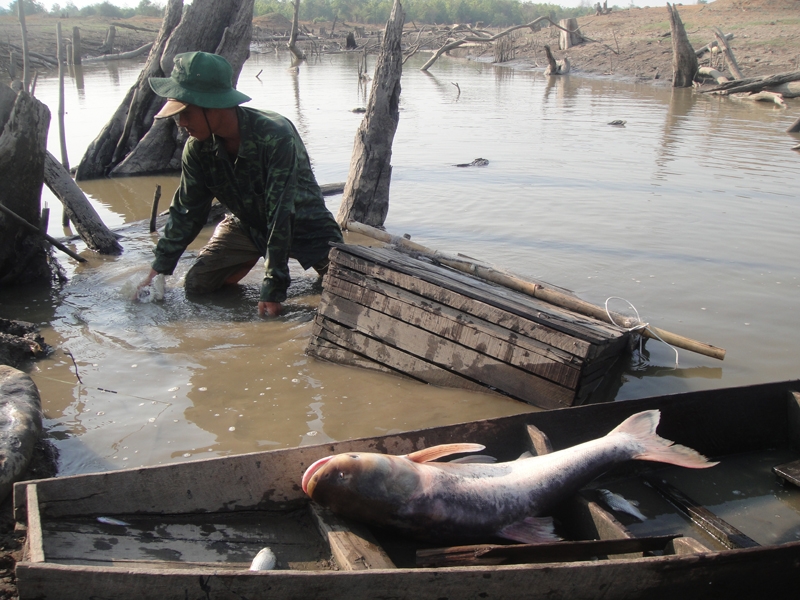 Đặc biệt là những con cá lớn.