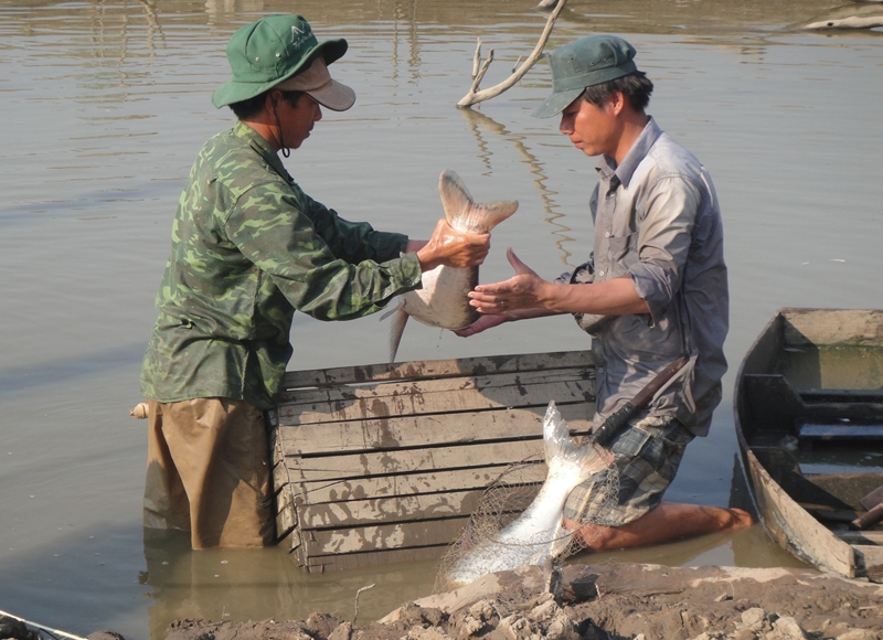 Mặc dù trong hồ có khá nhiều cá nhưng gia đình anh chỉ dám bắt mỗi ngày gần 200 kg vì sợ không tiêu thụ hết. 