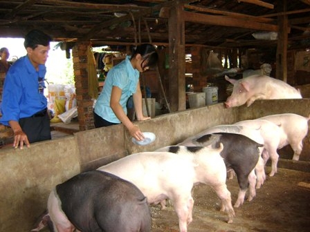 Đoàn viên thanh niên tham quan mô hình nuôi heo của Phan Thị Thùy Dương (thôn 10, xã Ea Tiêu, huyện Cư Kuin)