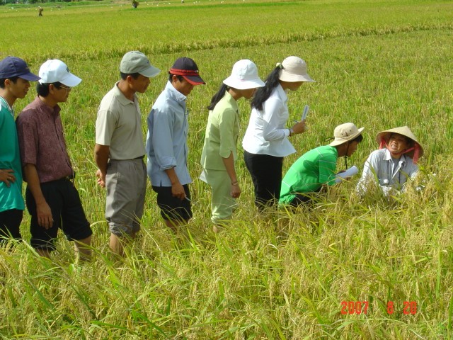 giảng viên nông nghiệp trường Đại học Tây Nguyên đi thực tế trên đồng ruộng