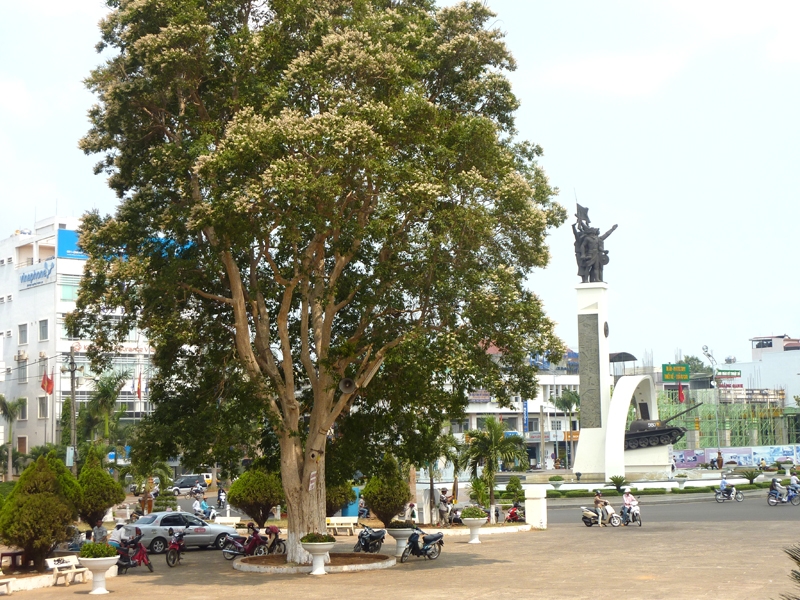 Hoa bằng lăng trắng xõa bóng, tỏa hương thơm dịu dàng.