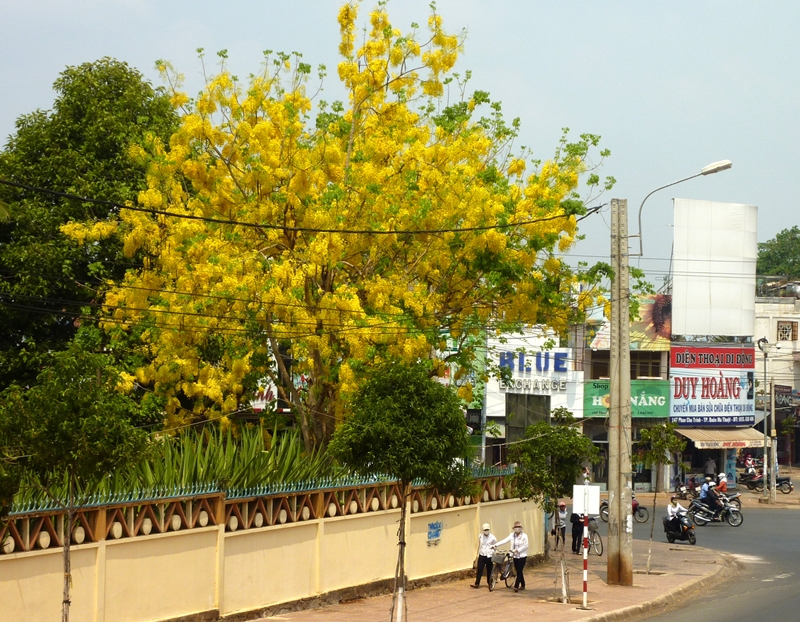 Hoa Osaka  sắc vàng tươi rói, từng chùm rủ xuống duyên dáng như chiếc bông tai của người thiếu nữ.