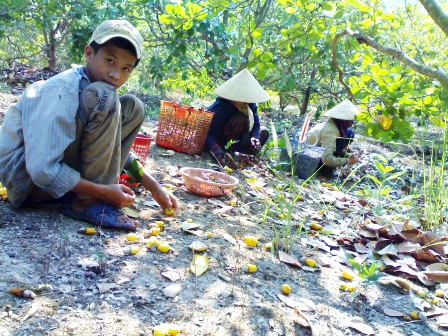 Gia đình anh Lê Ngọc Bảo đang thu hoạch điều