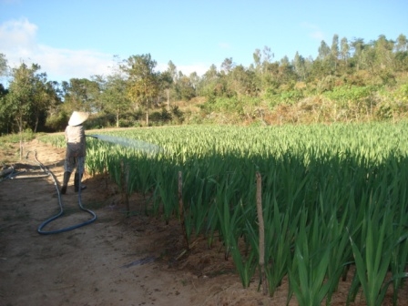 Nông dân sử dụng nguồn nước ngầm để tưới cho cây trồng ở phường Ea Tam (TP. Buôn Ma Thuột)