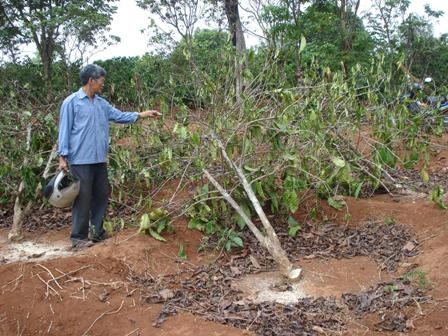 Nhiều vườn cà phê ở xã Ea Nam (Ea H’Leo) bị chặt bỏ do không có nước tưới