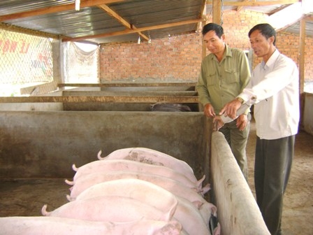 Cựu chiến binh huyện Krông Pak tham quan mô hình chăn nuôi heo của ông Nguyễn Thái Học.