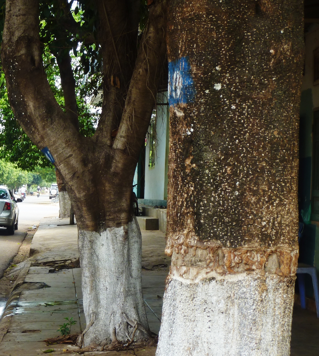 Từ việc rong vỏ cho cây chết dần.