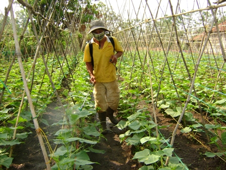 Mô hình trồng rau của Phan Văn Phồn do các đoàn viên ở thôn 2 xã Ea Kao, TP. Buôn Ma Thuột giúp đỡ.