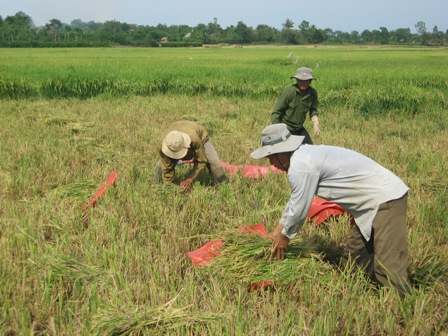 Nông dân huyện Krông Pak đang thu hoạch lúa đông xuân.