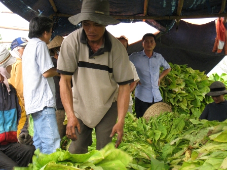 Người dân ở xã Hòa Lễ - Krông Bông phải hái lá thuốc về phơi khô để bán xô cho thương lái.