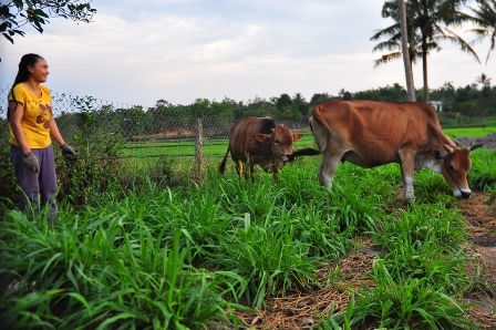 Nhiều người dân ở huyện Ea Kar được đổi đời nhờ nghề nuôi bò thịt.