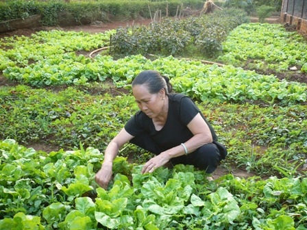 Bà Võ Thị Năm đang chăm sóc vườn rau.