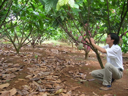 Với 1.483 ha cây ca cao, Dak Lak đang trở thành vùng nguyên liệu khá lớn cung ứng cho nhu cầu chế biến và xuất khẩu của cả nước. (Ảnh: Thuận Nguyễn)