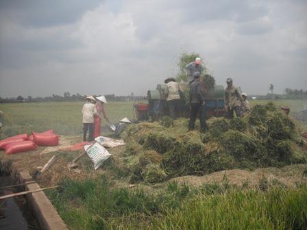 Thu hoạch lúa giống tại huyện Ea Kar.