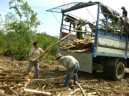 Diện tích rừng trồng từ năm 2005 của ông Phạm Tiến Cảnh đã cho khai thác.