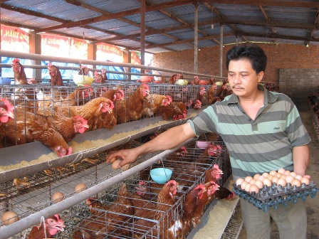 Trang trại chăn nuôi gà của hộ anh Nguyễn Trọng Hải (TT. Phước An) mang lại hiệu quả kinh tế cao