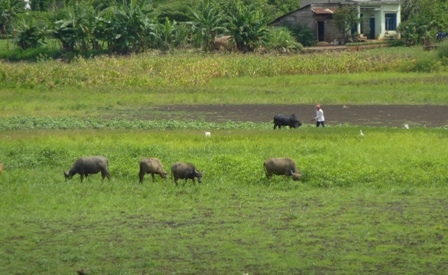 Lòng đập Đồng Môn trở thành nơi chăn thả gia súc 